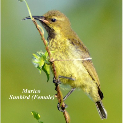 Marico Sunbird